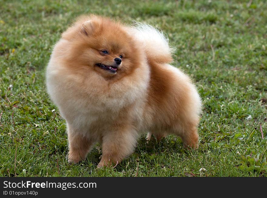 A pomeranian spitz is standing on the grass. A pomeranian spitz is standing on the grass