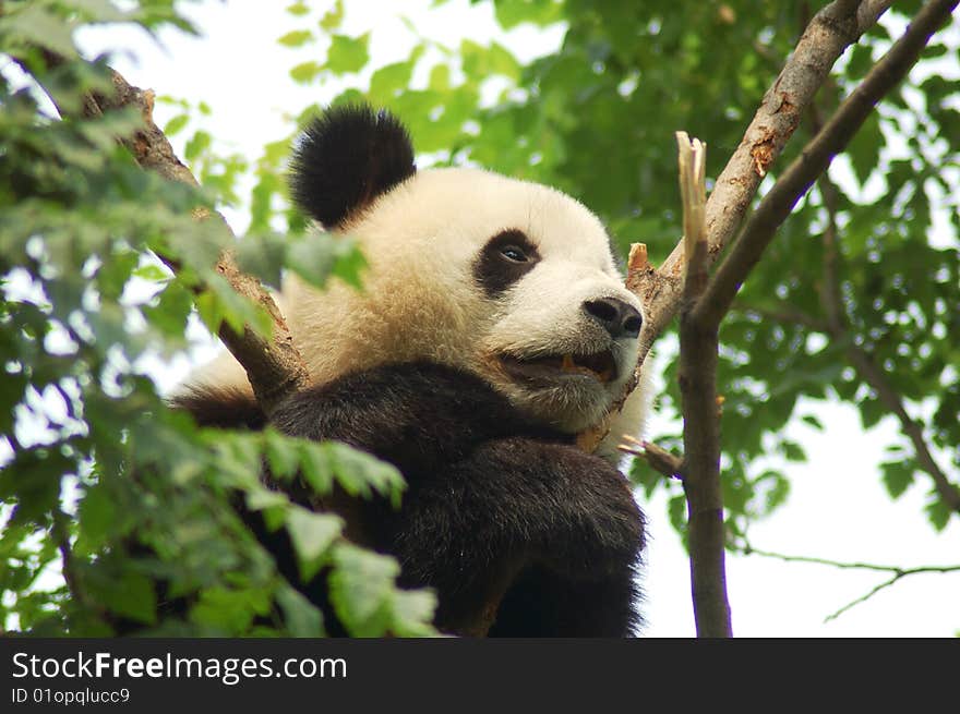 Panda in Tree