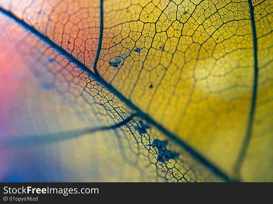 Very extreme close up of blue leaf