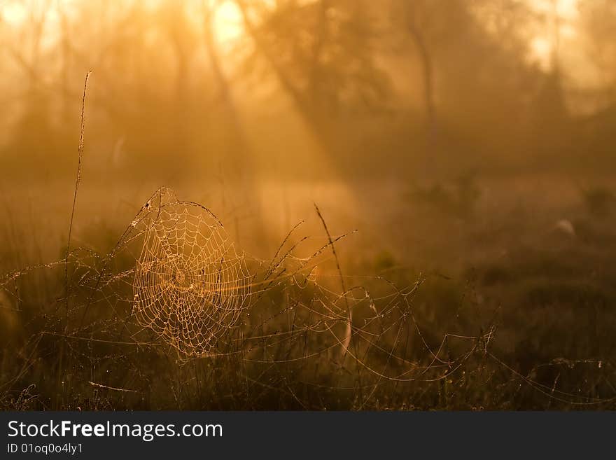 Spiderweb in early morninglight, covered with dew. Spiderweb in early morninglight, covered with dew