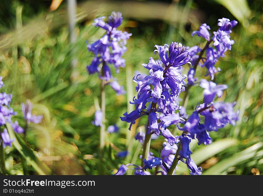 Violet spanish hiacynth in a garden