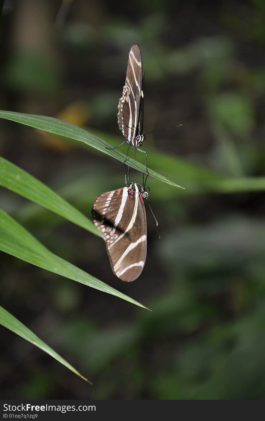 Two butterflies on a leaf facing each other. Two butterflies on a leaf facing each other