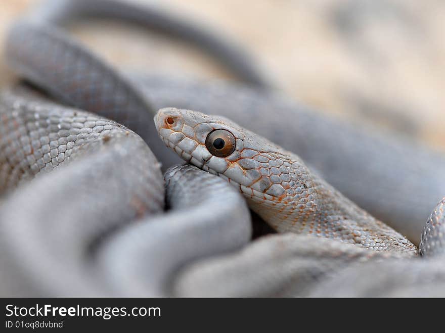 A bairds ratsnake from western Texas. A bairds ratsnake from western Texas.