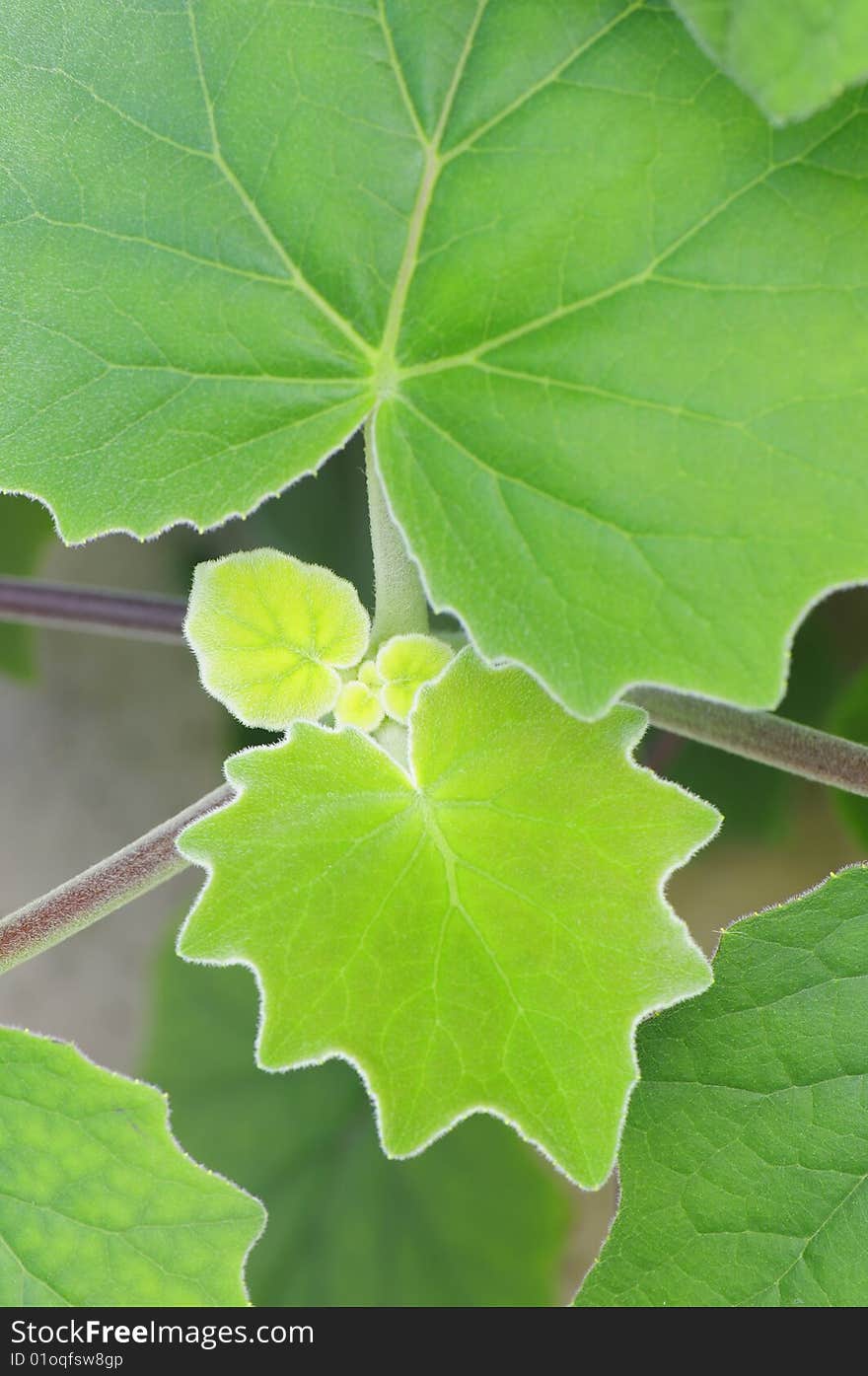 Close-up shot of fresh new green leaves