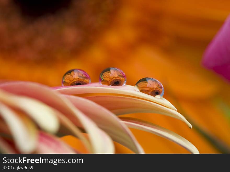 Three water drops on a leaf