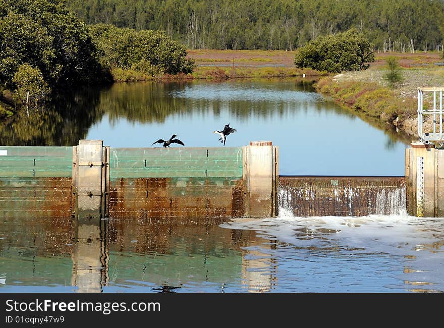 Cormorants battling for territory on Weir in Newington Reserve. Cormorants battling for territory on Weir in Newington Reserve