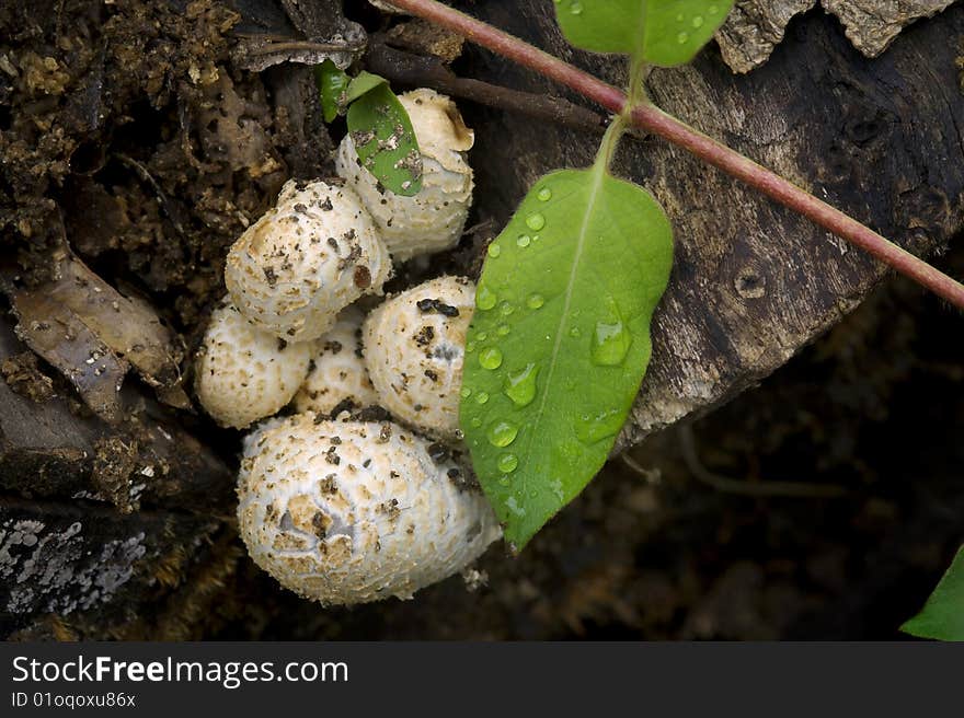 Honeysuckle, Mushrooms And Wood