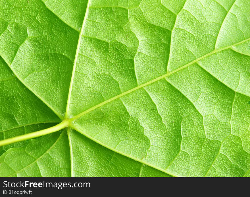 Structure of leaf natural background