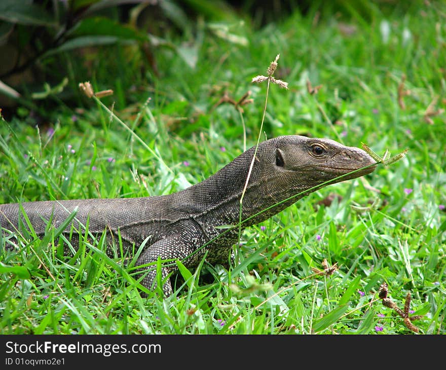 Lizard in a grass