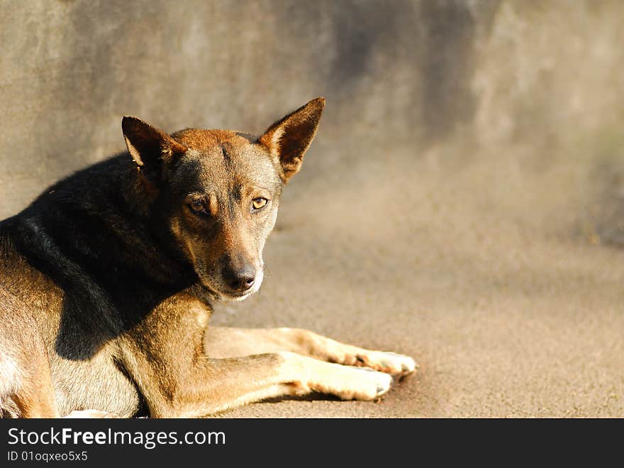 Portrait of  dog covered by  sunlight spring day