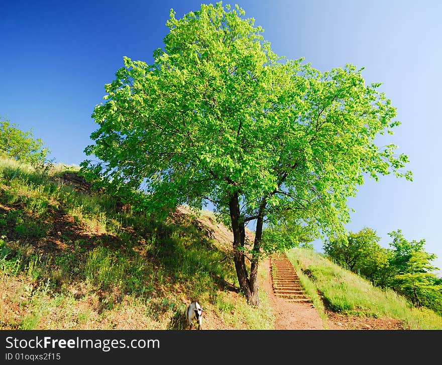 Landscape with  bright green tree on  background of  blue sky spring day