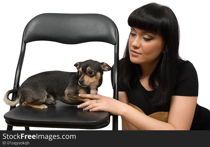 Chihuahua pet and brunette female isolated