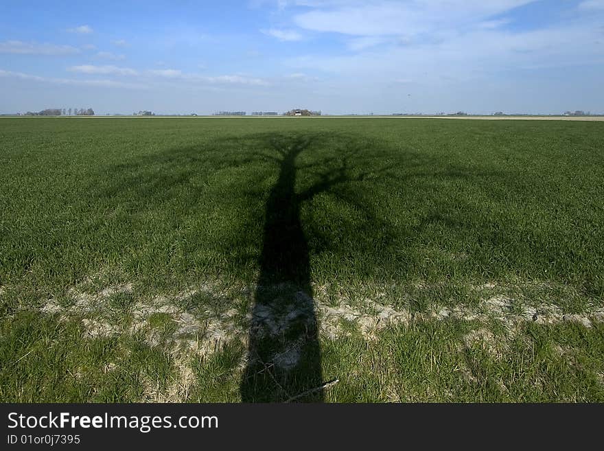 Long tree shadow