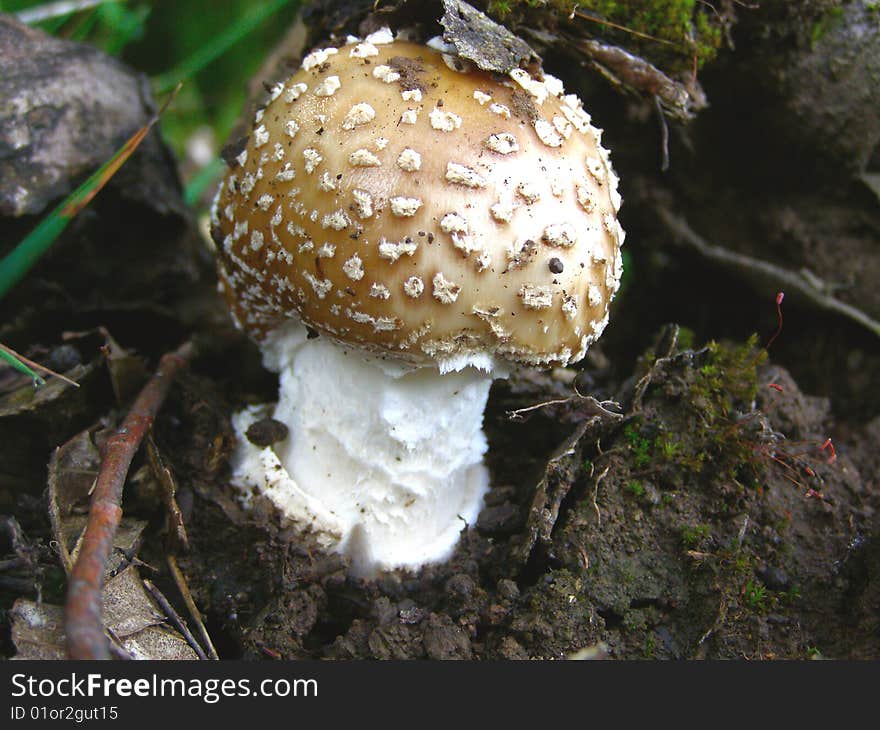 Nice mushroom in Carpatians wood