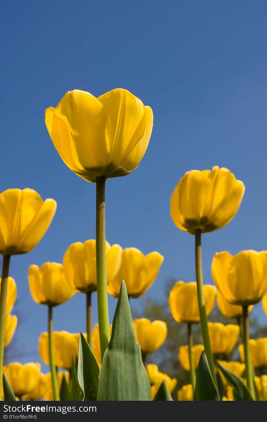 Yellow tulips meadow over the blue sky