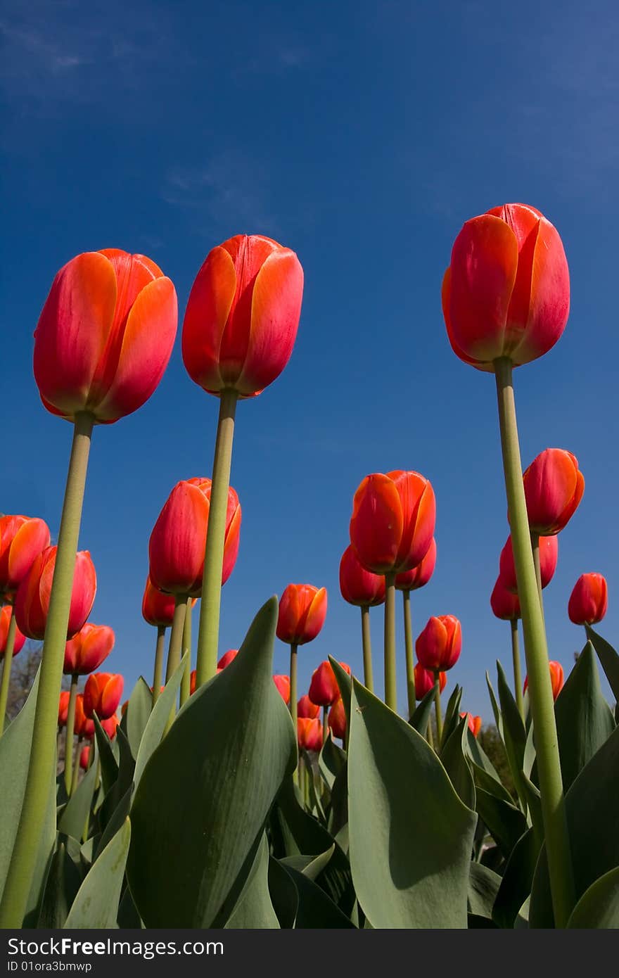 red tulips meadow over the blue sky