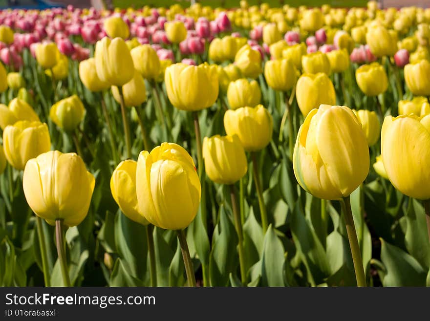 tulips meadow over the blue sky. tulips meadow over the blue sky