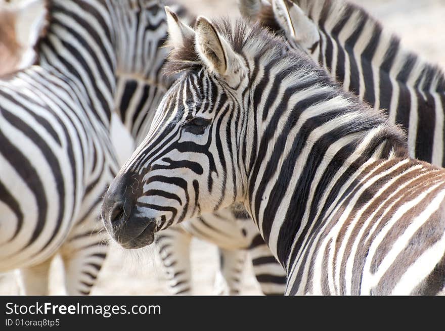 Zebras Meeting in the zoo