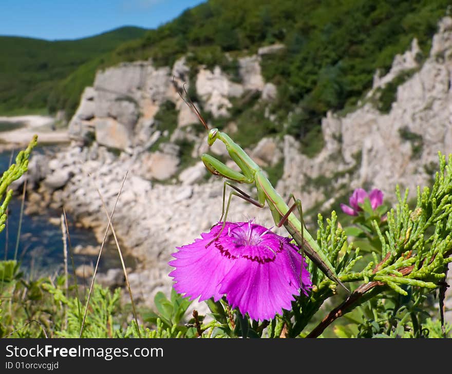 A close-up of the mantis on flower of a wild pink. On background are coastal rocks. A close-up of the mantis on flower of a wild pink. On background are coastal rocks.