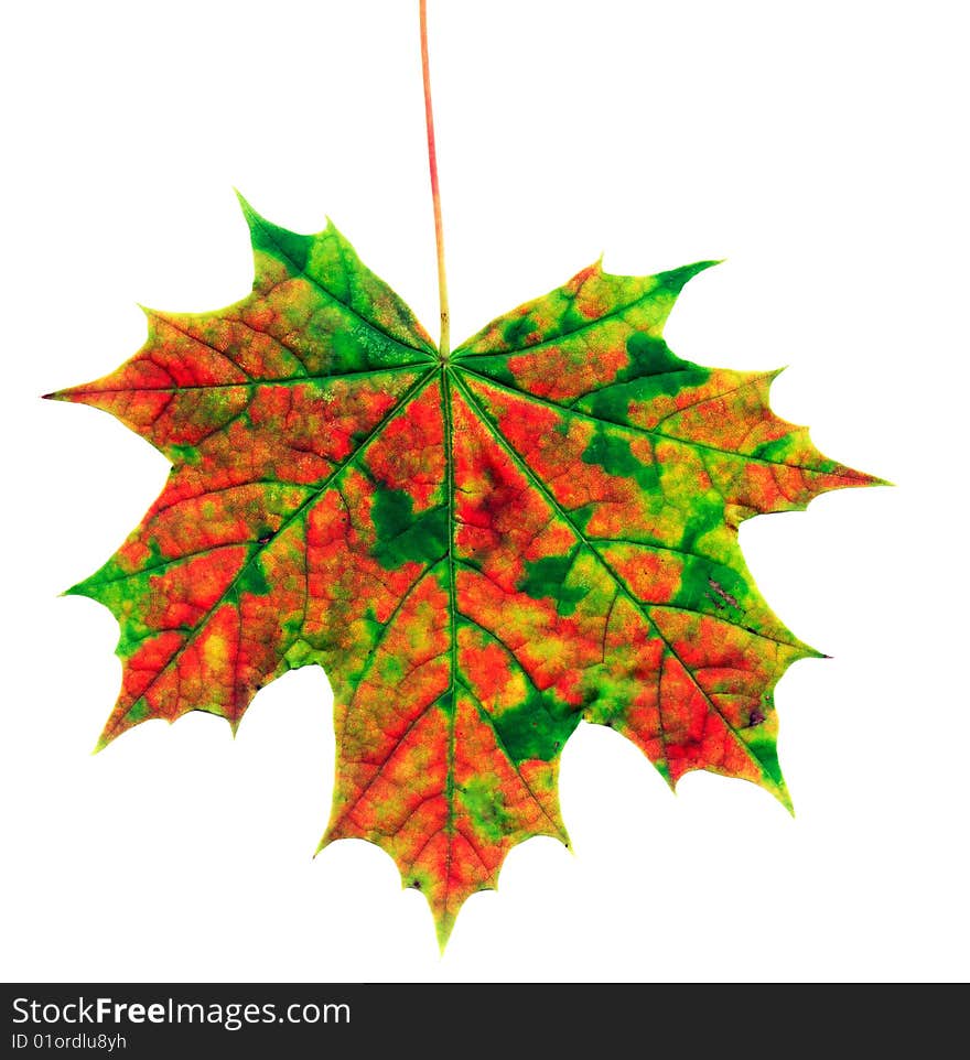 Fanciful maple leaf isolated on the white background. Fanciful maple leaf isolated on the white background