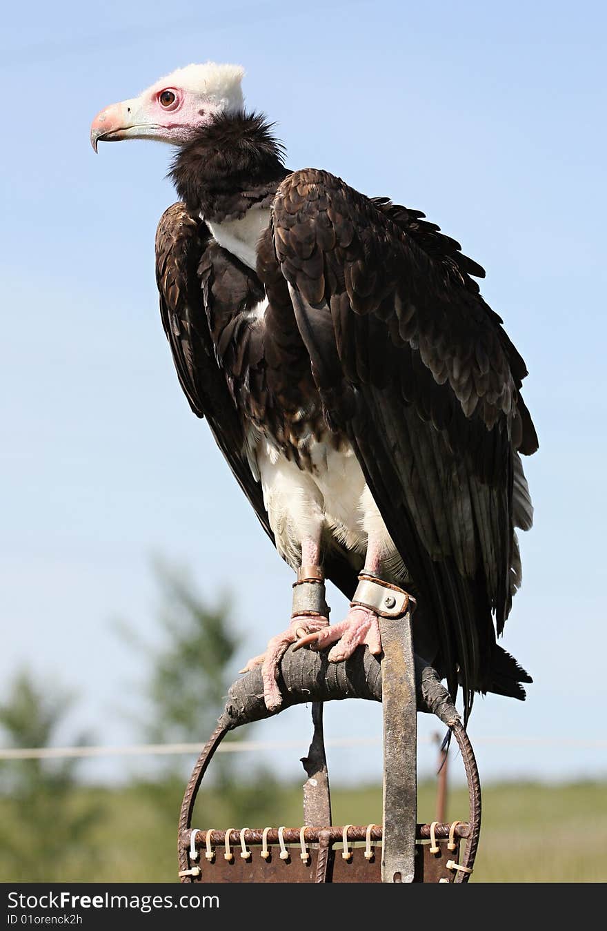 Beautifull bird aasvogel waiting on stand. Beautifull bird aasvogel waiting on stand