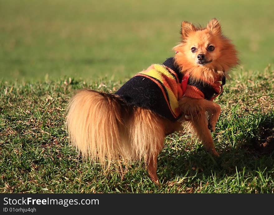 Pomeranian Dog In Park, With Cover