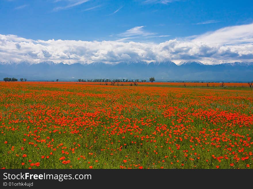 Beautiful red poppy field under the blue sky. Beautiful red poppy field under the blue sky