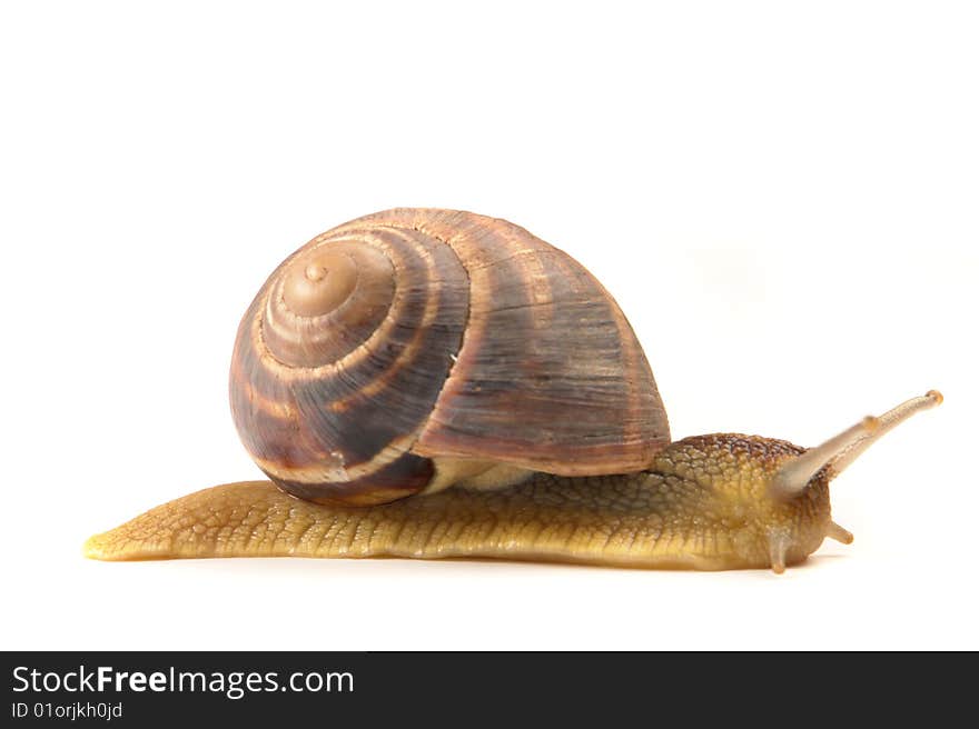 Snail on a white background