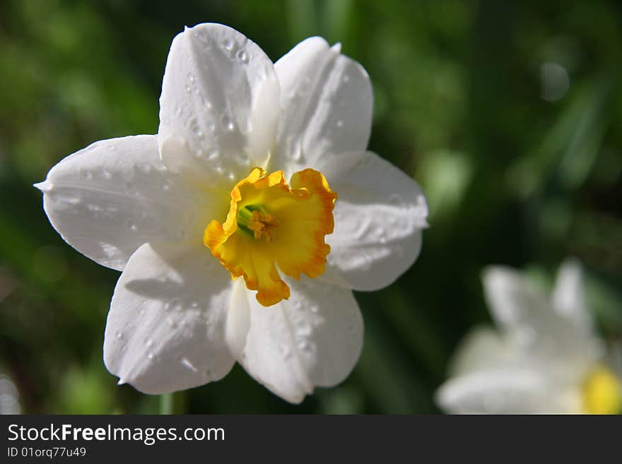 White narcissus flower. Close-up