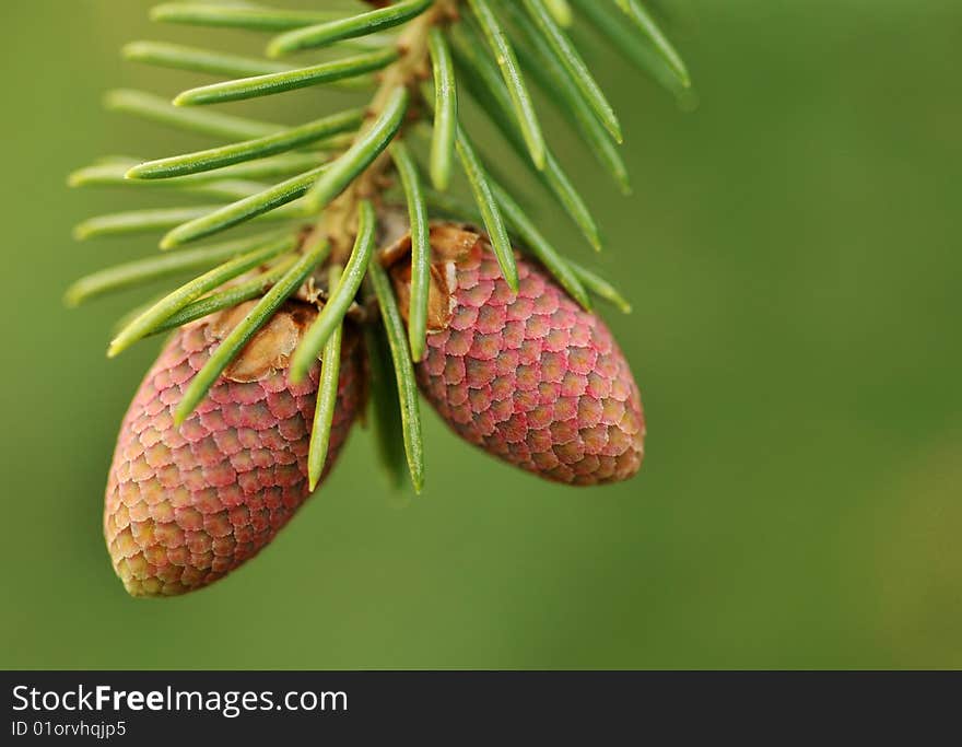 Close up on a green cone with leaves