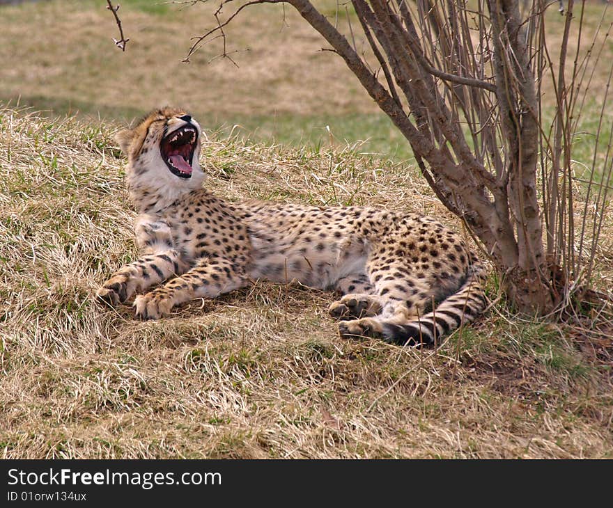 Cheetah yawning and relaxing in the grass