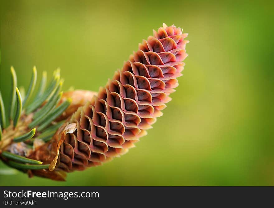 Close up on a green cone with leaves