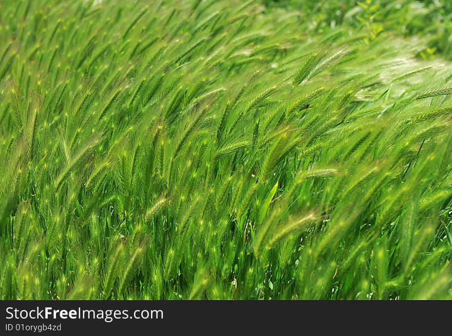 A beautiful green grass background. A beautiful green grass background