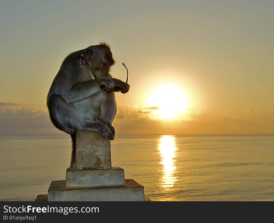 Monkey sitting on stone wall of Pura Luhur Temple and examine just stolen glasses. Monkey sitting on stone wall of Pura Luhur Temple and examine just stolen glasses