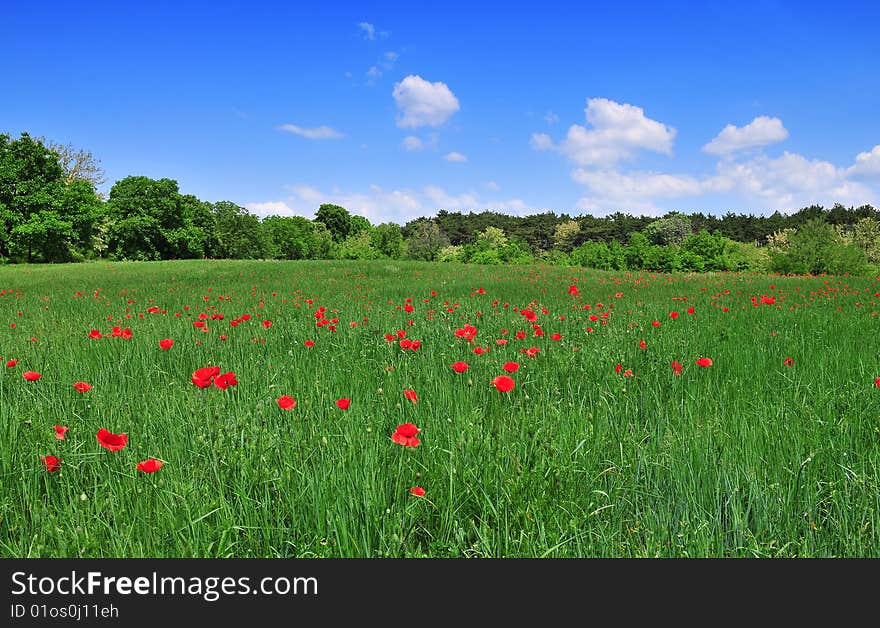 Filed of poppies