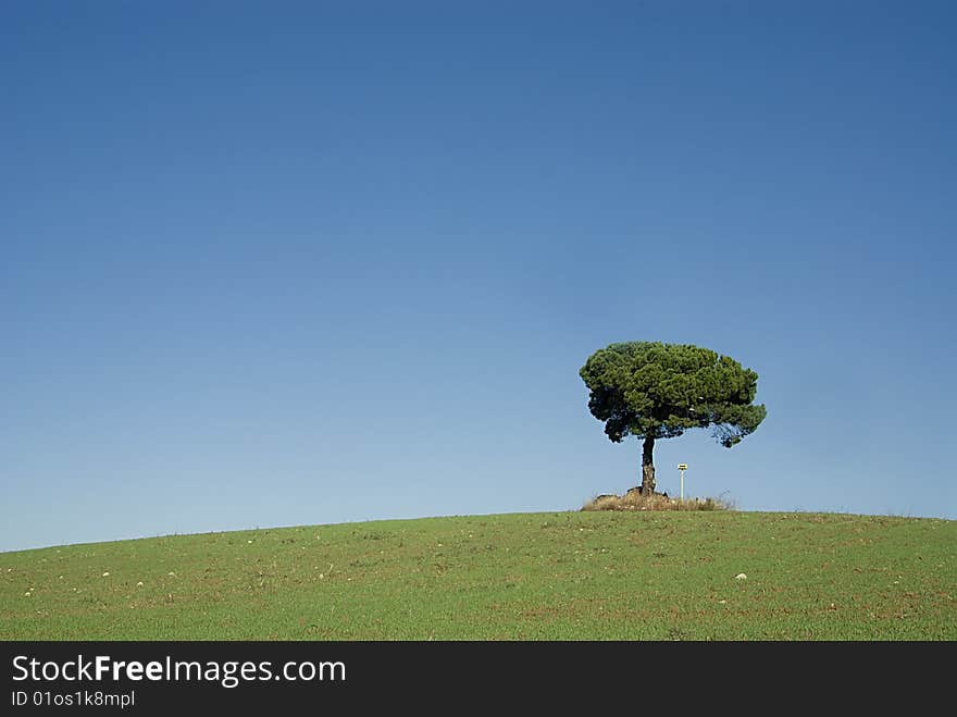 Alone tree on the meadow