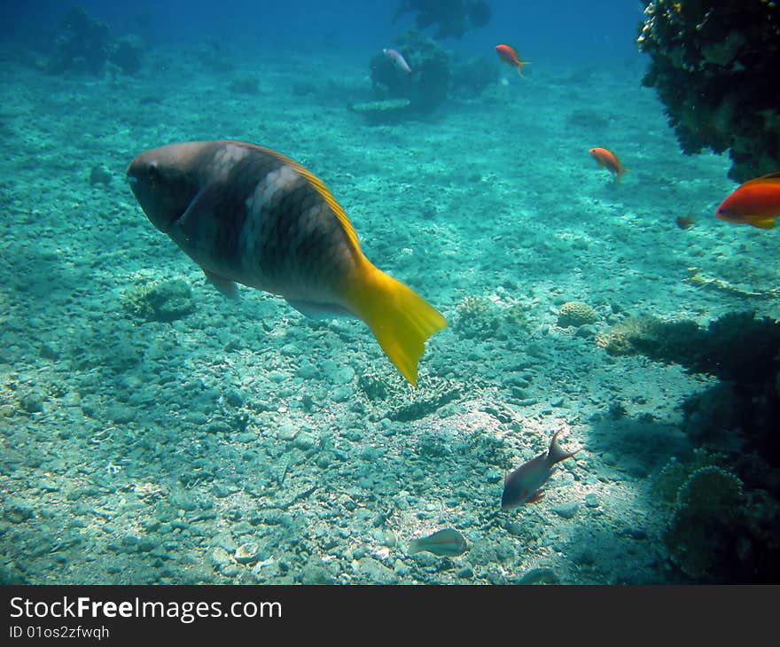 A swimming tropical yellow tailed fish