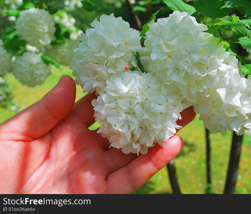 Associations. Spring Snowballs.