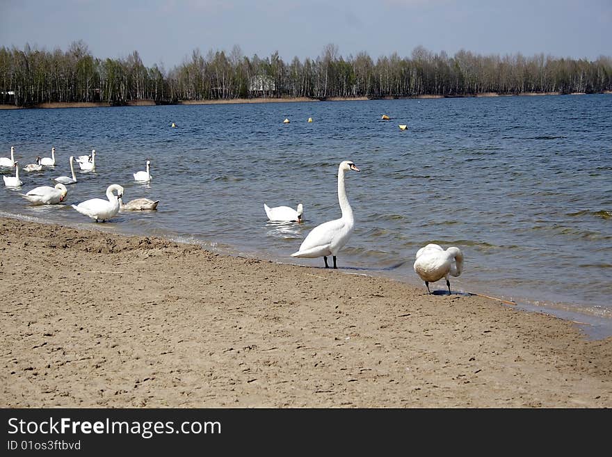 Swan on the spring lake. Swan on the spring lake