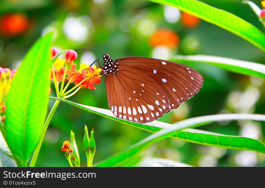 Monarch Butterfly.