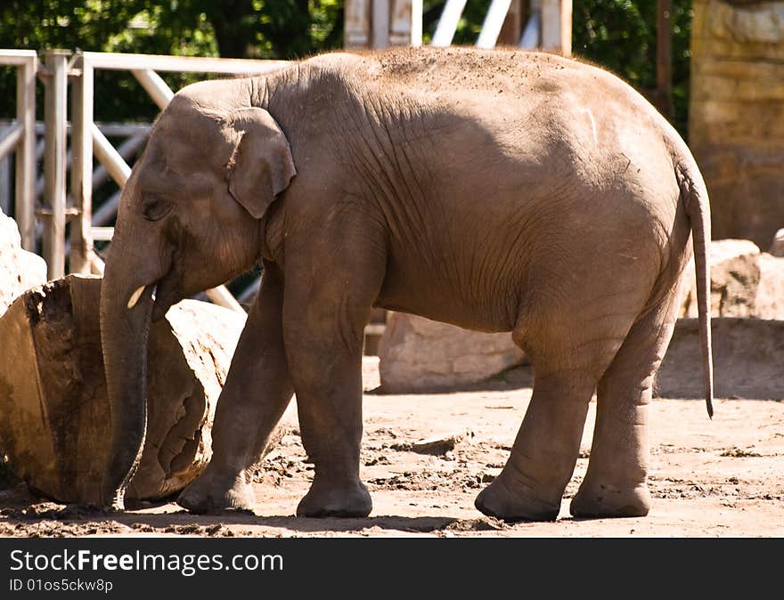 Baby elephant photographed at Chester zoo, May 24th 2009