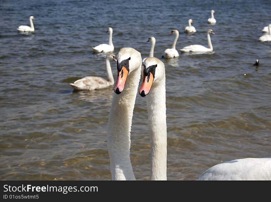 Swan on the spring lake. Swan on the spring lake