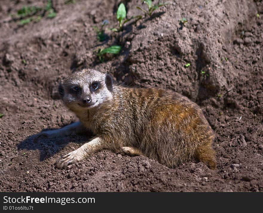 Smiling meerkat