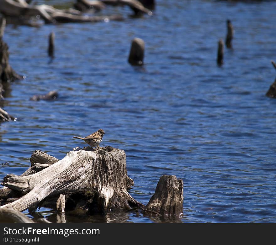 Little bird on a old broken tree with water around. Little bird on a old broken tree with water around