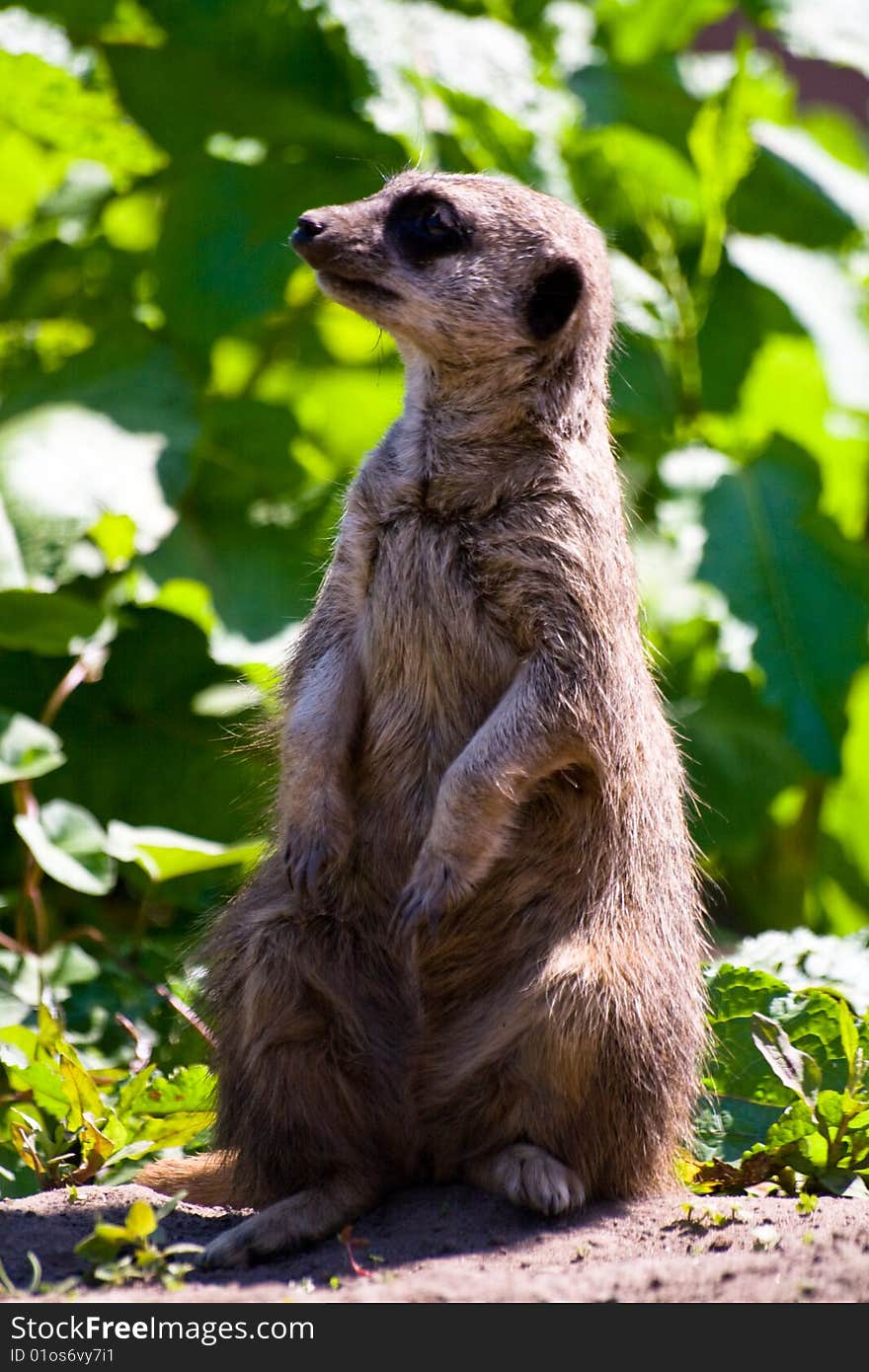 Curious meerkat