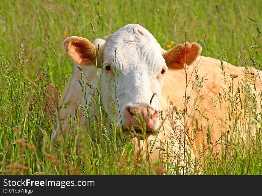 Cow