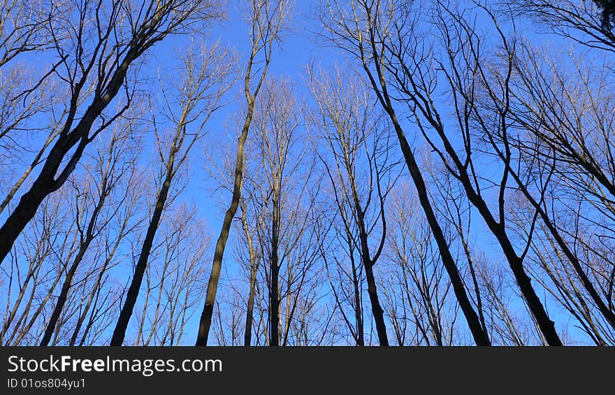 Blue sky forest