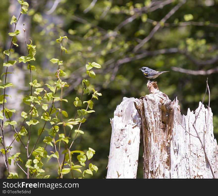 Beautiful bird into the wild on a old broken tree. Beautiful bird into the wild on a old broken tree