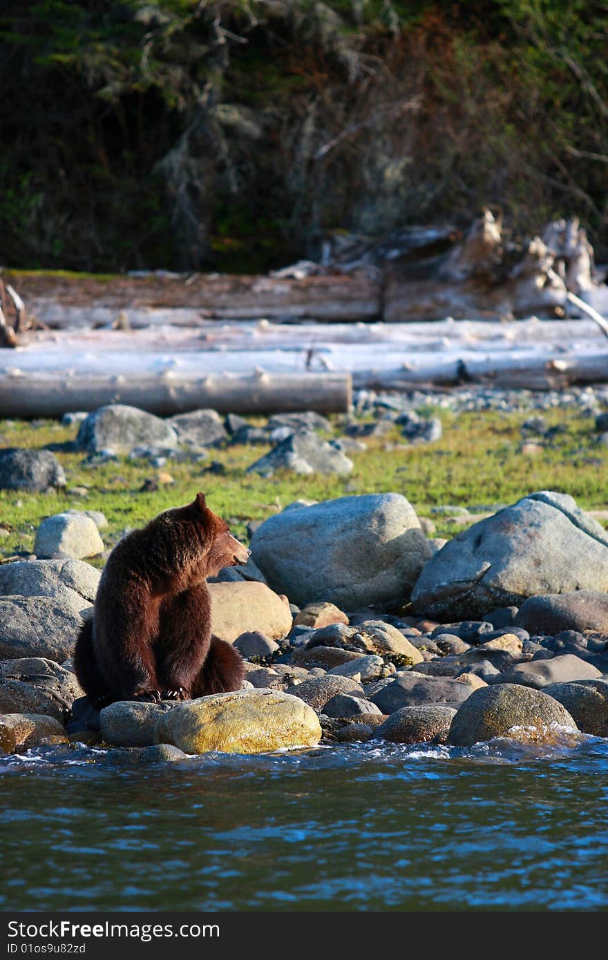 Grizzly bear mom sitting at ocean shoreline with her two cubs. Grizzly bear mom sitting at ocean shoreline with her two cubs