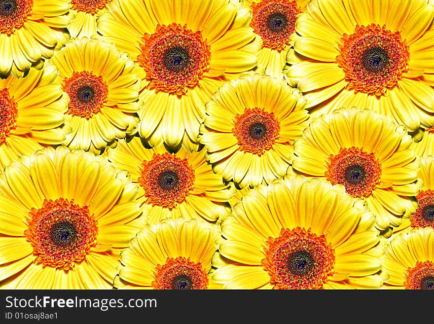 Beautiful summer background made of yellow flowers. Beautiful summer background made of yellow flowers